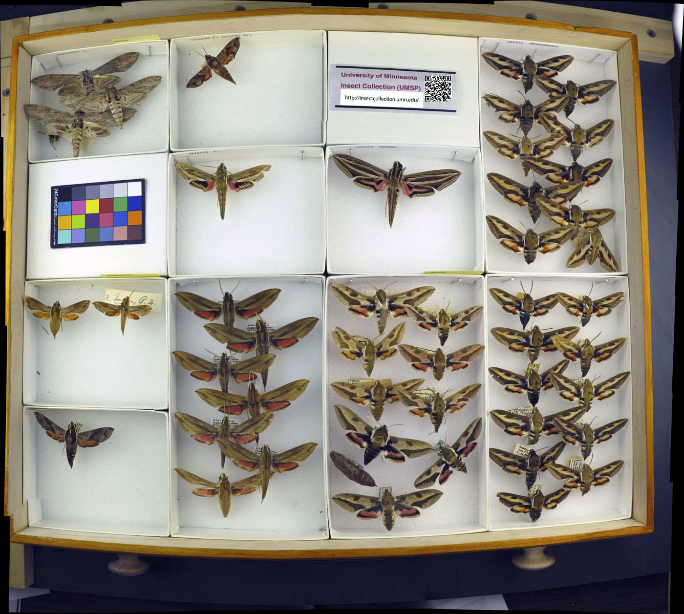 Hippotion boerhaviae image