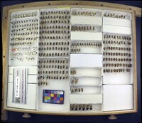 Media resource of Chauliognathus basalis