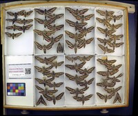 Media resource of Hyles gallii