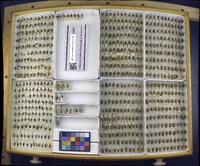 Media resource of Chauliognathus marginatus