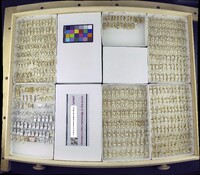 Media resource of Aedes dorsalis