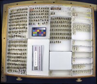 Media resource of Malthinus biguttatus