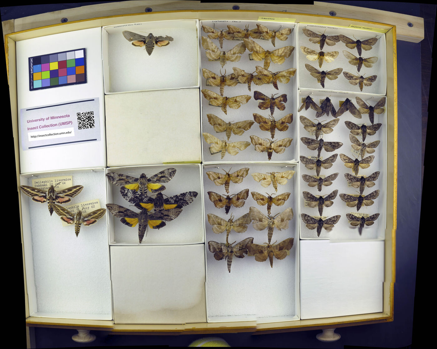 Laothoe juglandis image