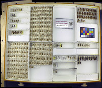 Media resource of Polybia spinifex