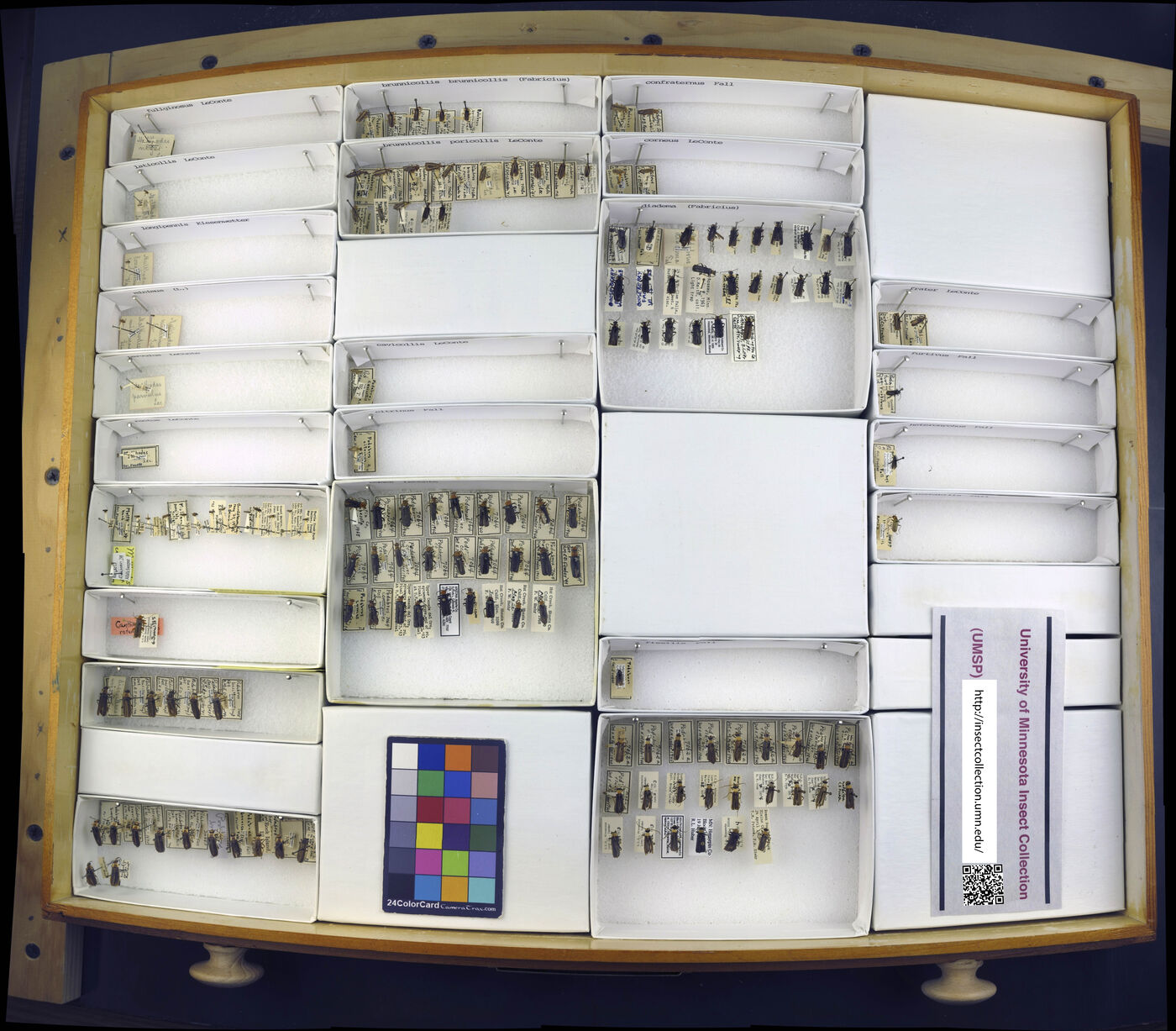 Malthodes fuliginosus image