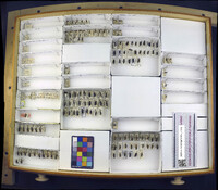 Media resource of Malthodes fuliginosus