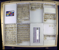 Media resource of Corisella decolor