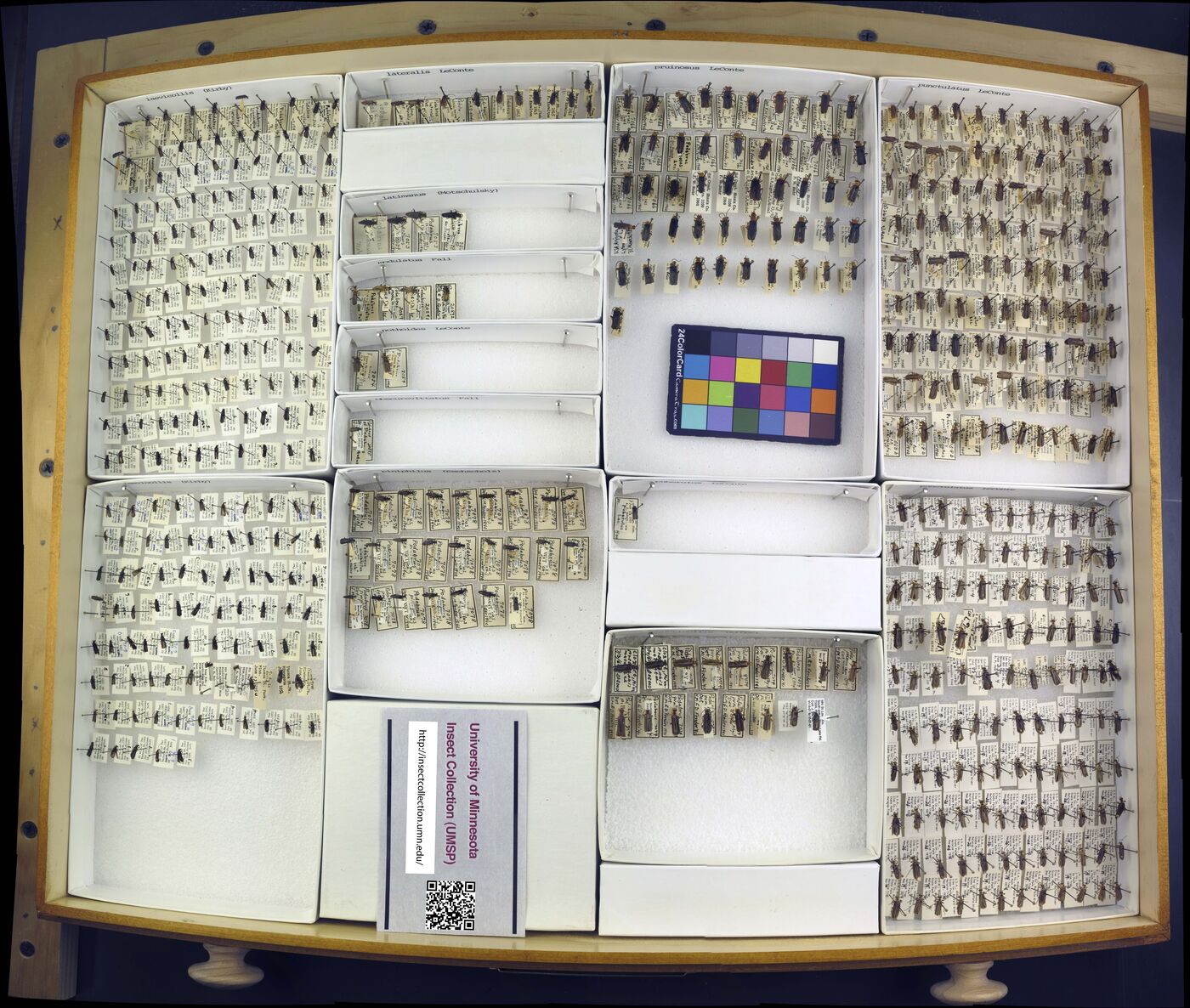 Podabrus laevicollis image