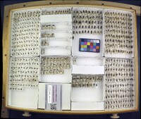 Media resource of Podabrus laevicollis