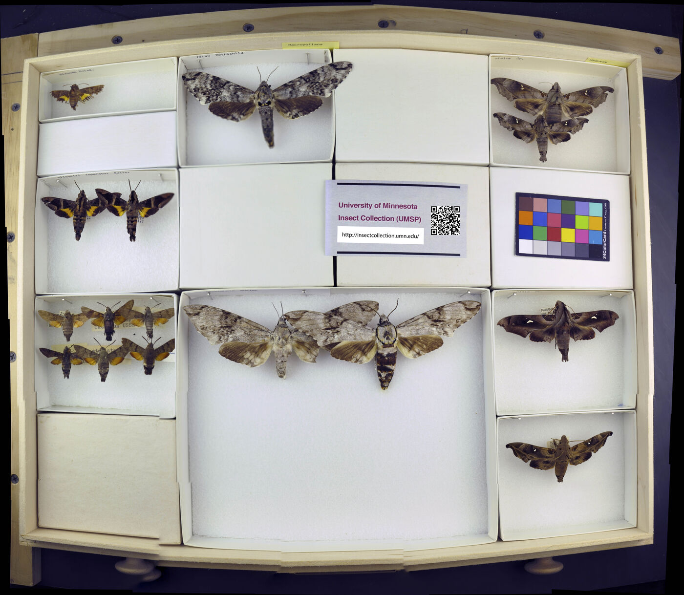 Macropoliana ferax image