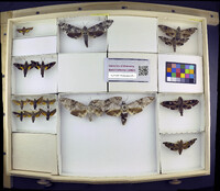 Media resource of Macropoliana ferax