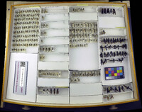 Media resource of Rhynchalastor anormis