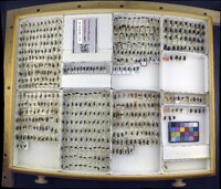 Media resource of Podabrus punctulatus