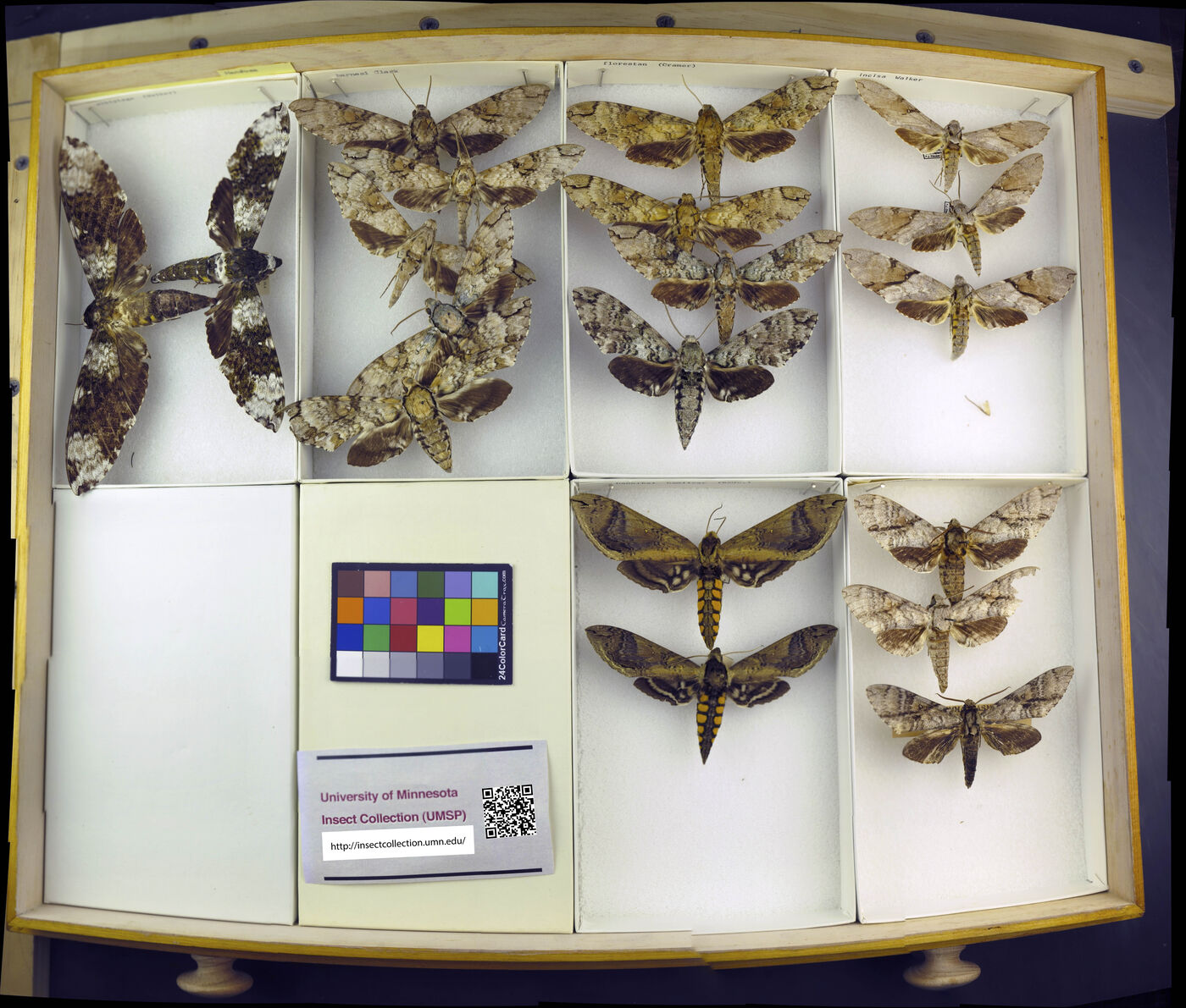 Manduca florestan image