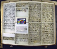 Media resource of Delia radicum