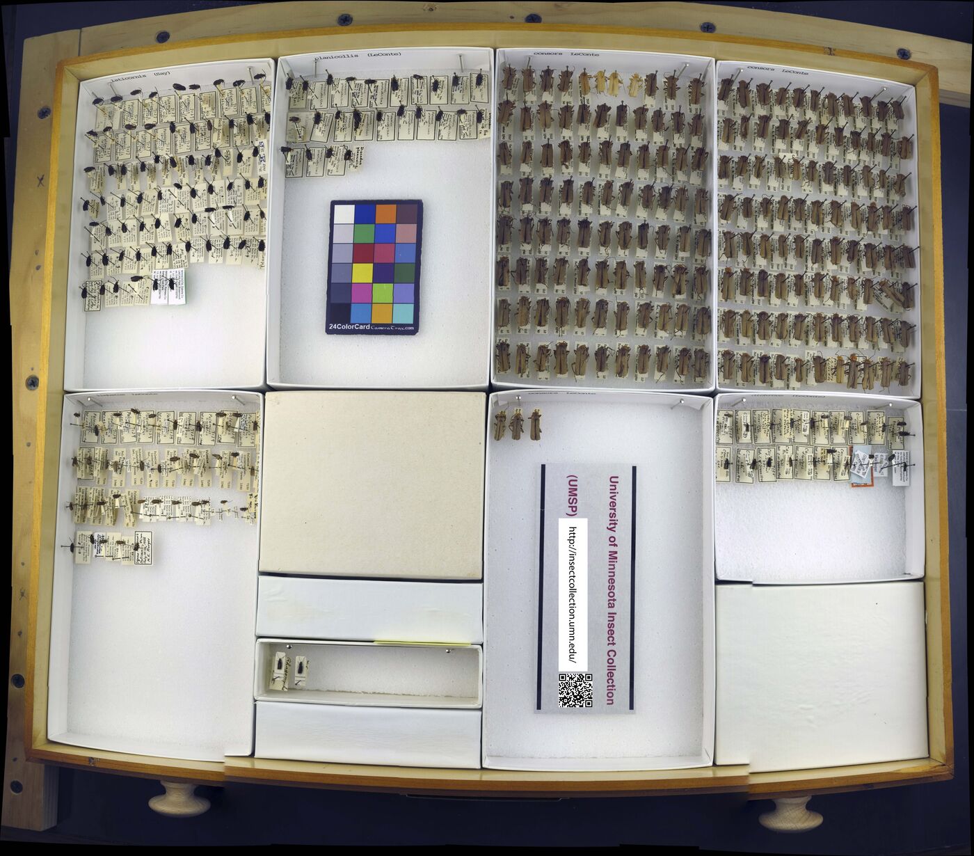 Discodon planicolle image