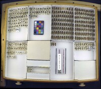 Media resource of Discodon planicolle