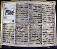 Media resource of Dasycorixa hybrida