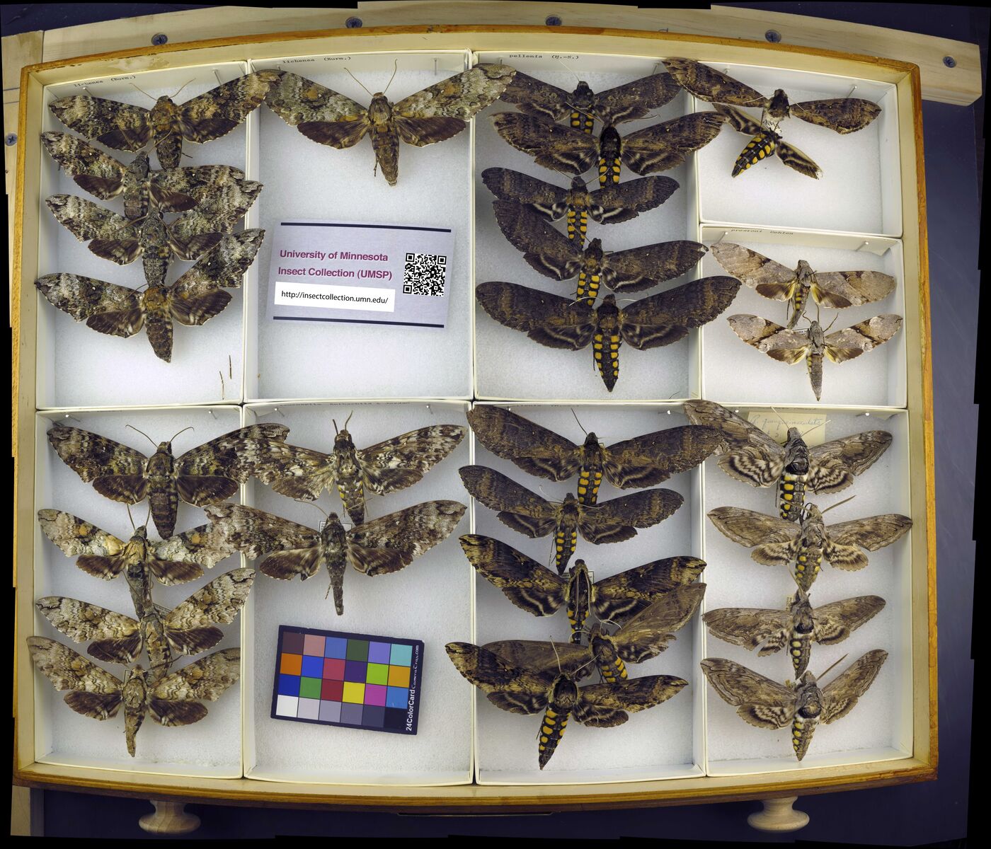 Manduca quinquemaculatus image