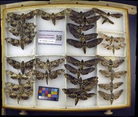 Media resource of Manduca quinquemaculatus