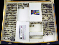 Media resource of Dolichovespula arenaria