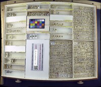 Media resource of Fucellia antennata