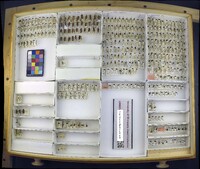 Media resource of Silis bidentata