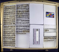 Media resource of Hesperocorixa atopodonta