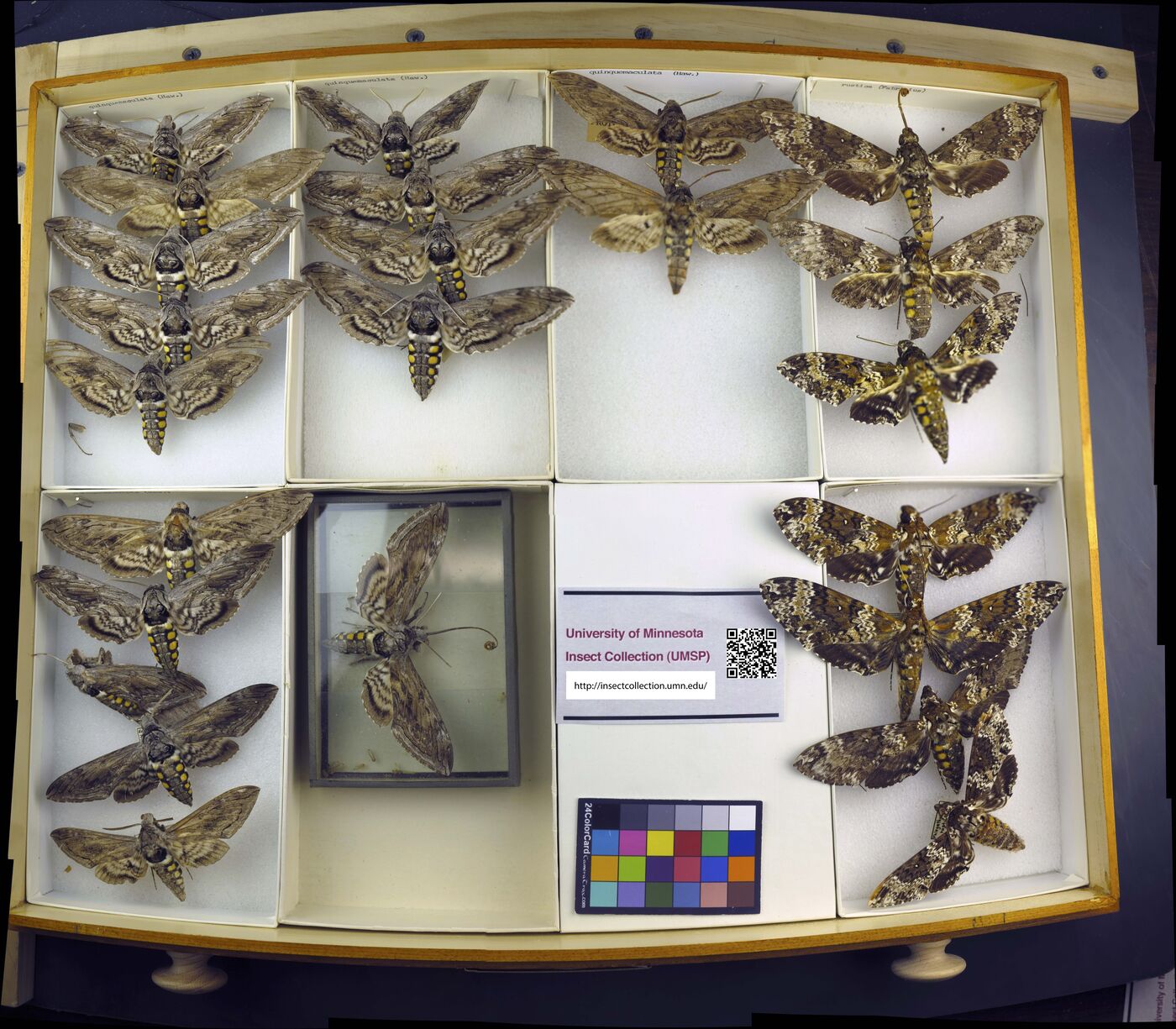 Manduca rustica image