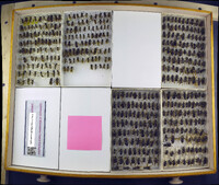 Media resource of Vespula flavopilosa