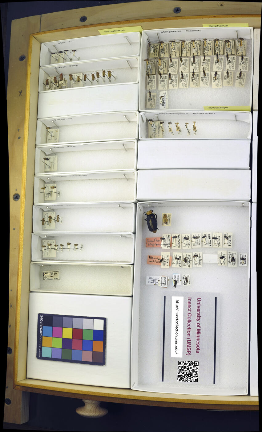 Cantharis flavilabris image