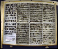 Media resource of Vespula maculifrons