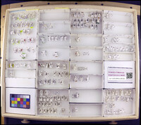 Media resource of Xiphocentron euryale