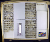 Media resource of Hesperocorixa michiganensis