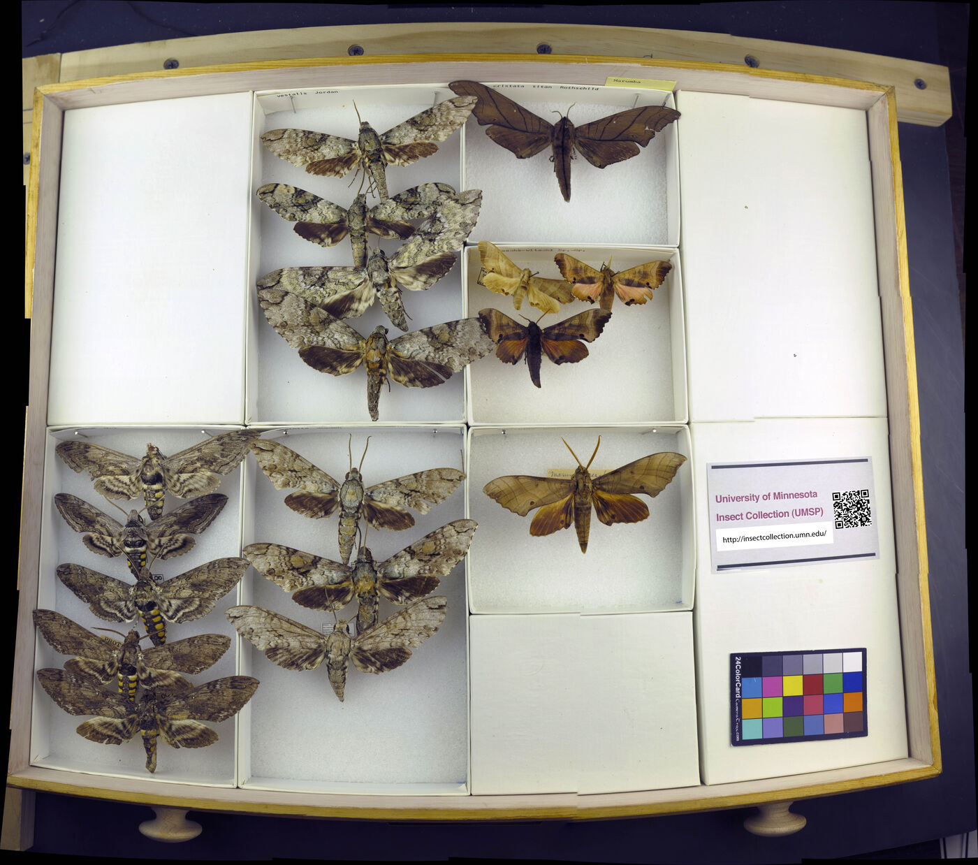 Marumba cristata image