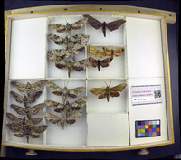 Media resource of Marumba cristata