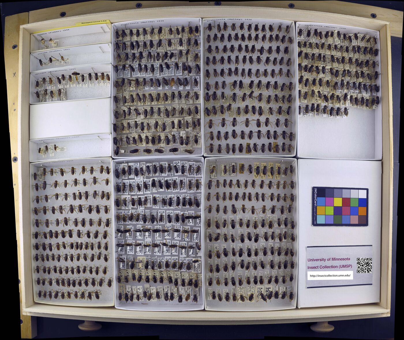 Hesperocorixa moesta image