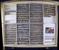 Media resource of Hesperocorixa moesta