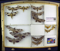 Media resource of Megacorma obliqua