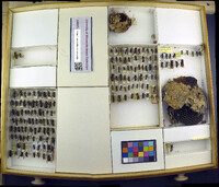 Media resource of Vespula sulphurea