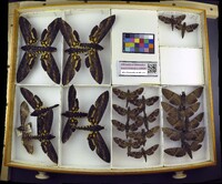 Media resource of Neococytius cluentius