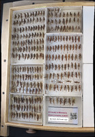 Media resource of Aeropedellus clavatus