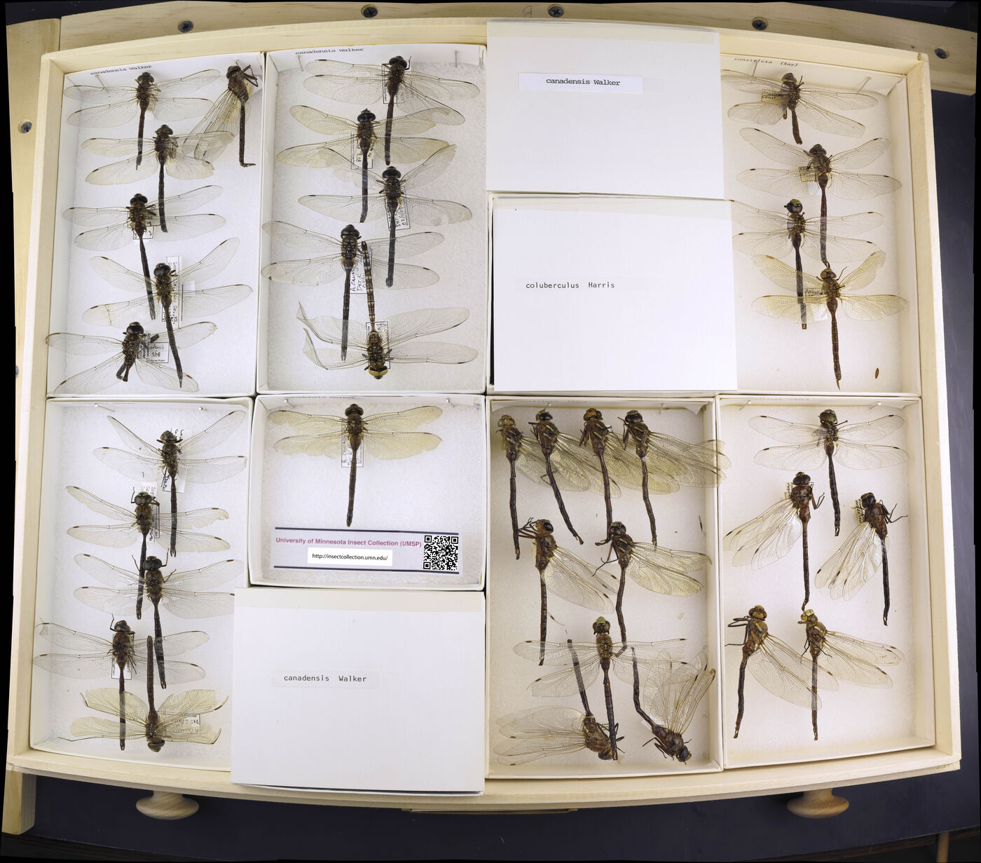 Aeshna canadensis image