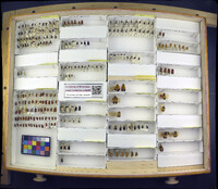 Media resource of Leptoceletes basalis