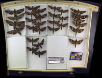 Media resource of Nephele comma