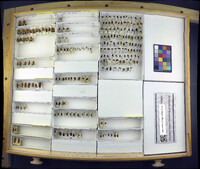 Media resource of Plateros bispiculatus