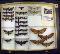 Media resource of Nyceryx coffaeae