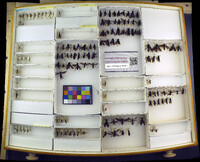 Media resource of Ageniella accepta