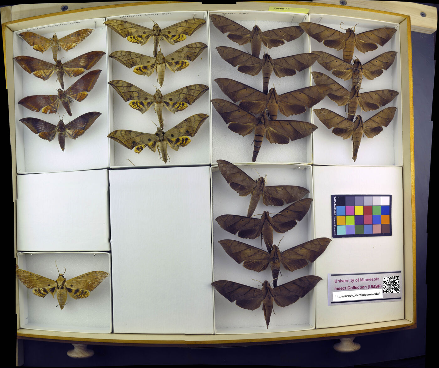 Pachylia darceta image