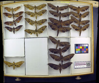 Media resource of Pachylia darceta